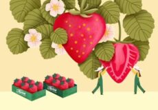 از مزرعه تا بسته بندی محصولات محبوب شیراز